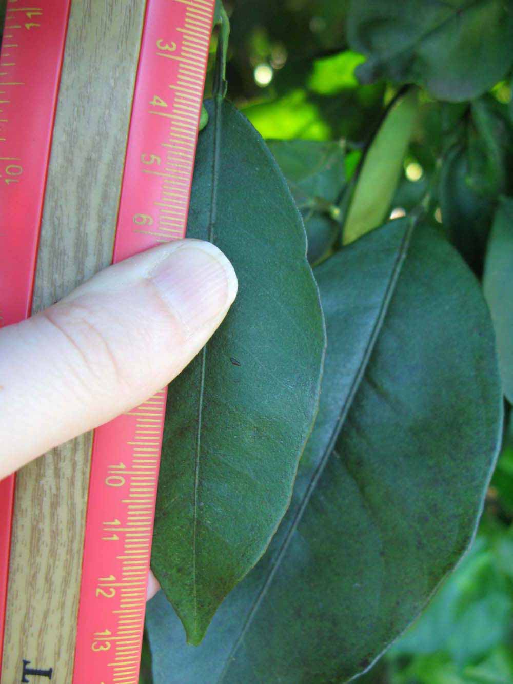              Unifoliolate leaf (Winter Haven, FL)       